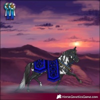 Horse Color:Black Skewed Appaloosa
