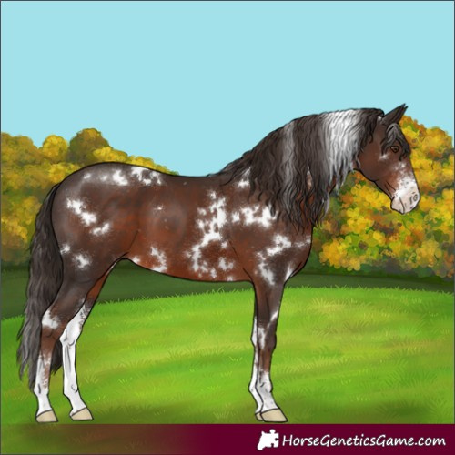Horse Color:White Spotted Liver Chestnut Sabino 