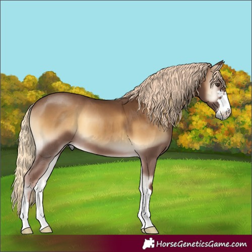 Horse Color:Chocolate Palomino Onyx 