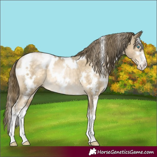 Horse Color:White Spotted Buckskin Pearl Sabino 