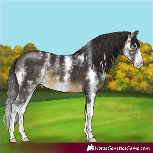 Horse Color:Buckskin Sabino Appaloosa 