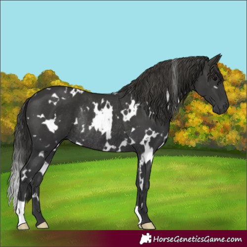 Horse Color:White Spotted Black Rabicano 