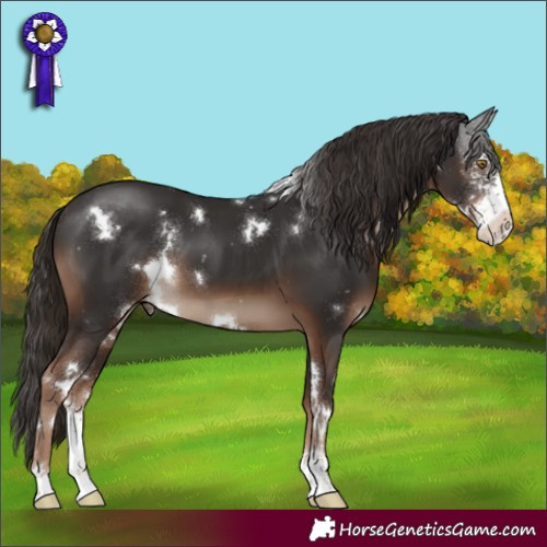 Horse Color:White Spotted Liver Chestnut Sabino 