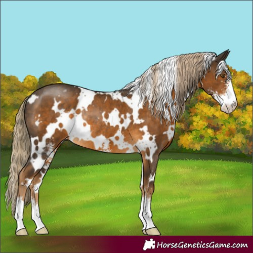 Horse Color:White Spotted Chocolate Palomino Sabino Varnish Rabicano 