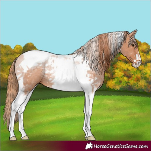 Horse Color:Chestnut Tobiano Rabicano