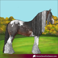 Horse Color:Brown Tobiano