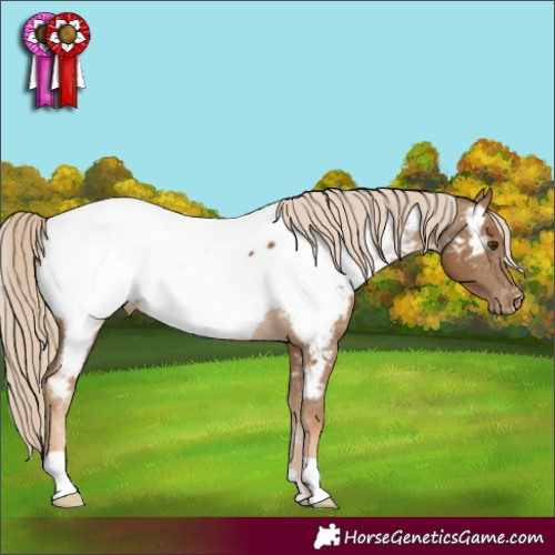Horse Color:Chocolate Palomino Appaloosa Rabicano