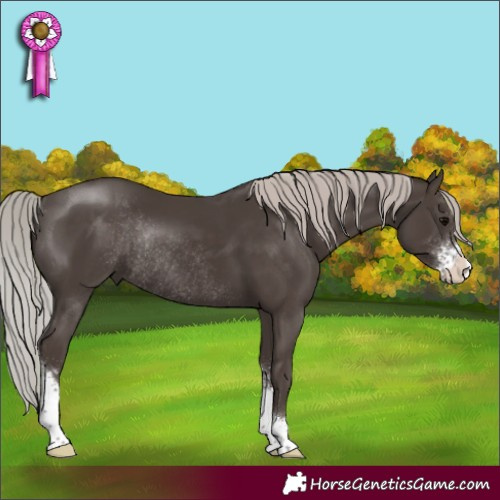 Horse Color:Silver Black Sabino Rabicano 