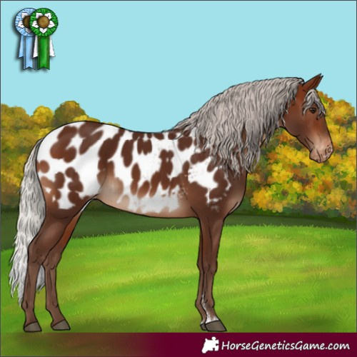 Horse Color:Silver Brown Sabino Appaloosa 