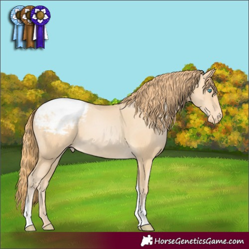 Horse Color:Buckskin Pearl Tobiano Appaloosa 
