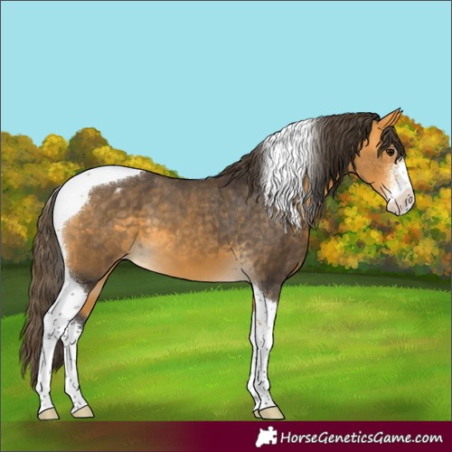 Horse Color:Buckskin Sabino Tobiano Varnish 