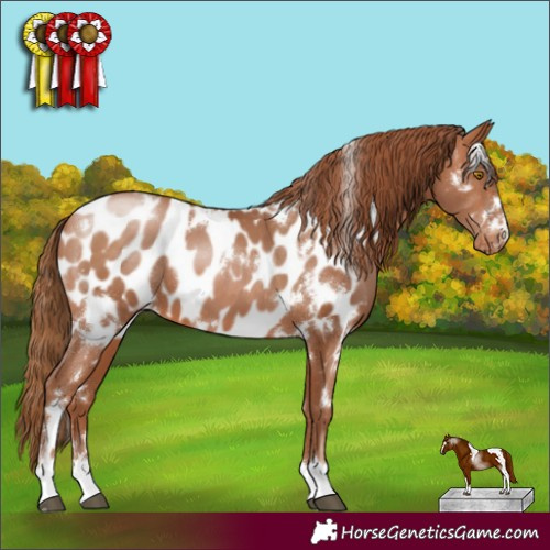 Horse Color:White Spotted Brown Pearl Appaloosa 