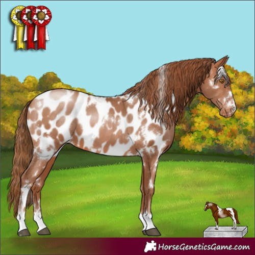 Horse Color:White Spotted Brown Pearl Appaloosa 