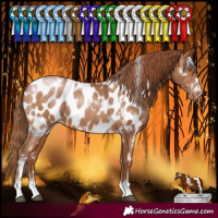 Horse Color:White Spotted Brown Pearl Near Leopard 