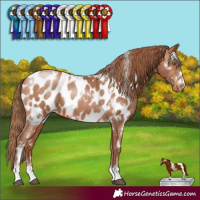 Horse Color:White Spotted Brown Pearl Appaloosa 