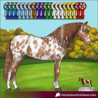 Horse Color:White Spotted Brown Pearl Near Leopard