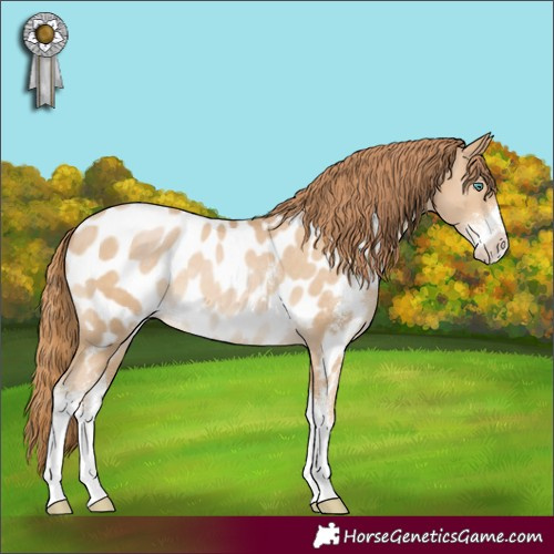 Horse Color:Smoky Black Pearl Sabino Appaloosa 