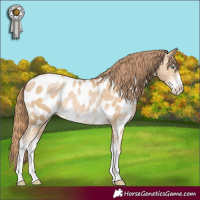 Horse Color:Smoky Black Pearl Sabino Appaloosa