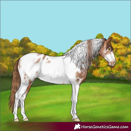 Horse Color:Brown Pearl Sabino Tobiano Frame Appaloosa Rabicano 