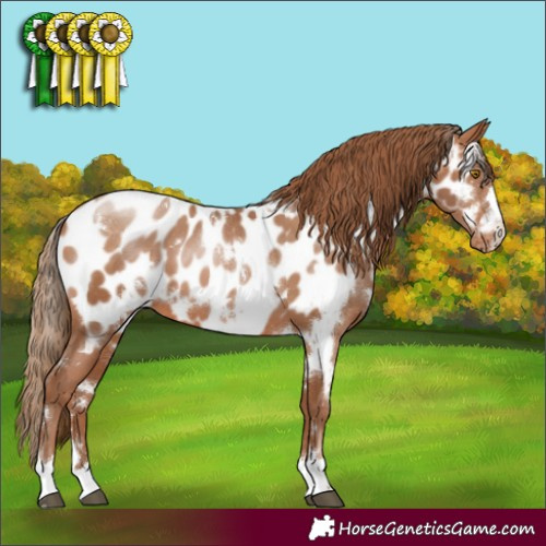 Horse Color:White Spotted Brown Pearl Appaloosa 