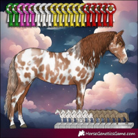 Horse Color:White Spotted Brown Pearl Near Leopard 