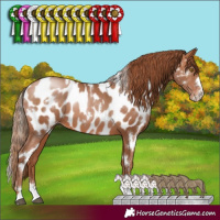 Horse Color:White Spotted Brown Pearl Near Leopard 
