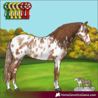 Horse Color:White Spotted Brown Pearl Appaloosa 