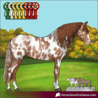 Horse Color:White Spotted Brown Pearl Appaloosa
