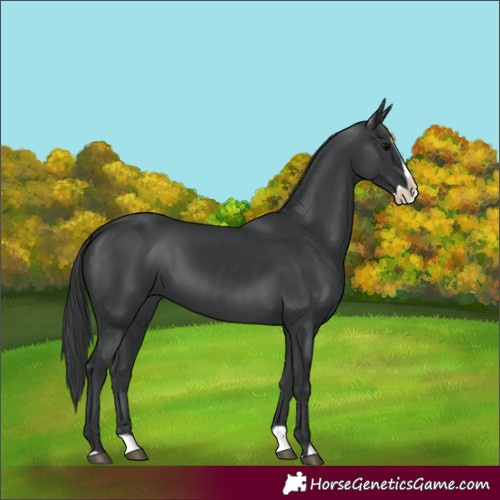 Horse Color:Unknown