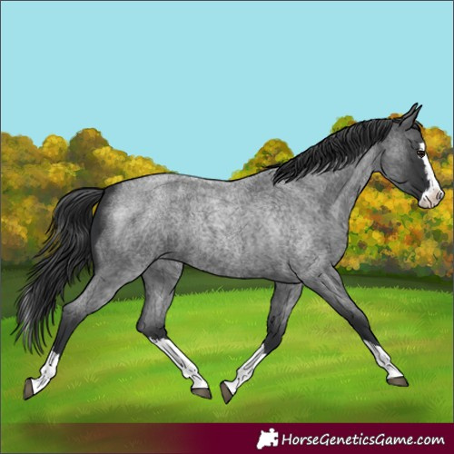 Horse Color:Blue Roan Splash 