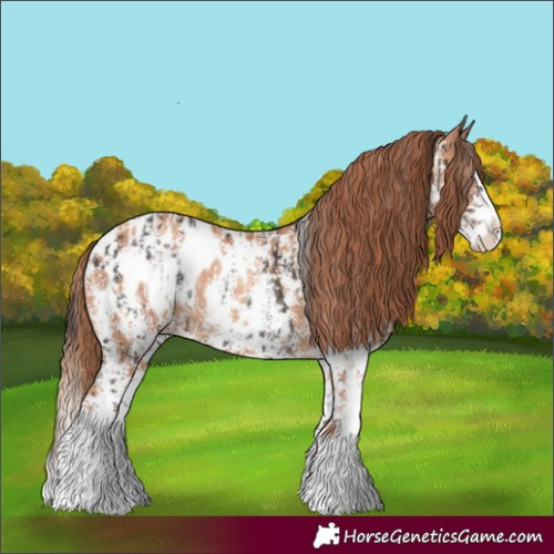 Horse Color:Liver Chestnut Sabino Splash Appaloosa  and Gold Champagne Sabino Splash Appaloosa 