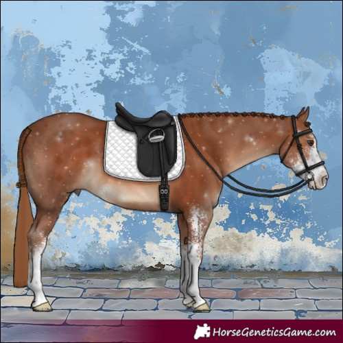 Horse Color:Chestnut Sabino 