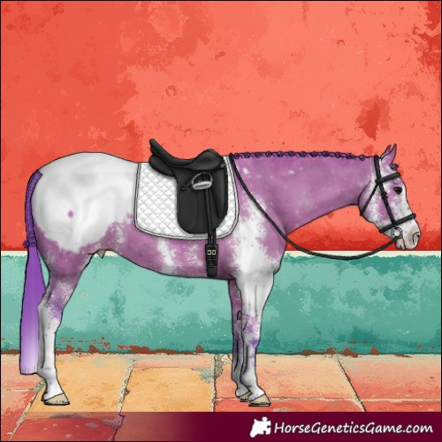 Horse Color:Watercolor Grullo Sabino Appaloosa