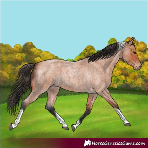 Horse Color:Bay Roan Tobiano 