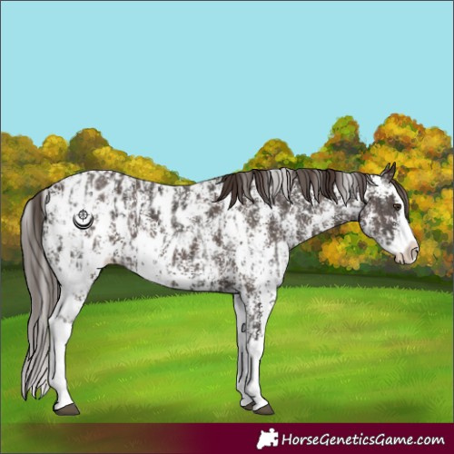 Horse Color:Liver Chestnut Sabino Splash Near Leopard and Liver Chestnut Sabino Splash Near Leopard