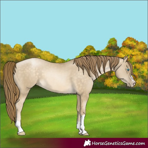 Horse Color:Buckskin Pearl Dun 