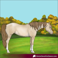 Horse Color:Buckskin Pearl Dun 