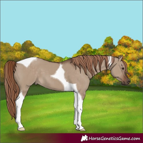 Horse Color:Liver Red Dun Tobiano 