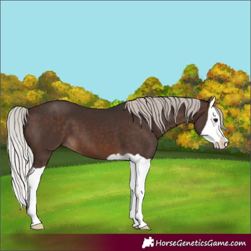 Horse Color:Silver Brown Splash