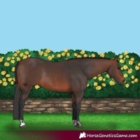 Horse Color:Brown Rabicano and Brown Rabicano