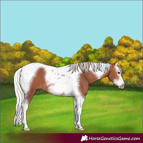 Horse Color:Silver Bay Splash Tobiano Frame 