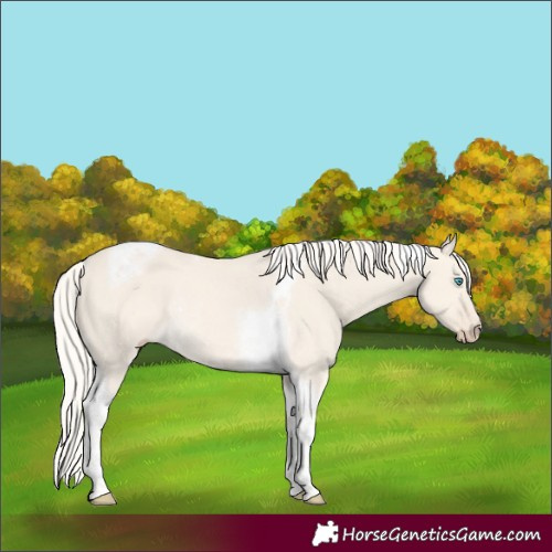 Horse Color:Cremello Dun Tobiano Rabicano 