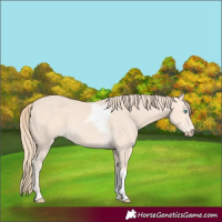 Horse Color:Perlino Tobiano Rabicano 