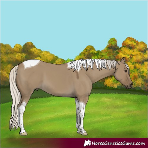 Horse Color:Silver Smoky Grullo Tobiano