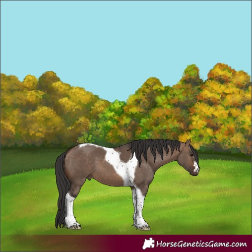 Horse Color:Brown Dun Tobiano 