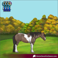 Horse Color:Brown Dun Tobiano 