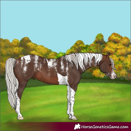 Horse Color:Powder White Silver Brown Tobiano