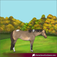 Horse Color:Buckskin Dun Tobiano 