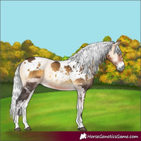 Horse Color:Buckskin Onyx Harlequin Merle Rabicano
