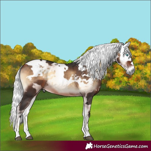 Horse Color:Bay Onyx Harlequin Merle 